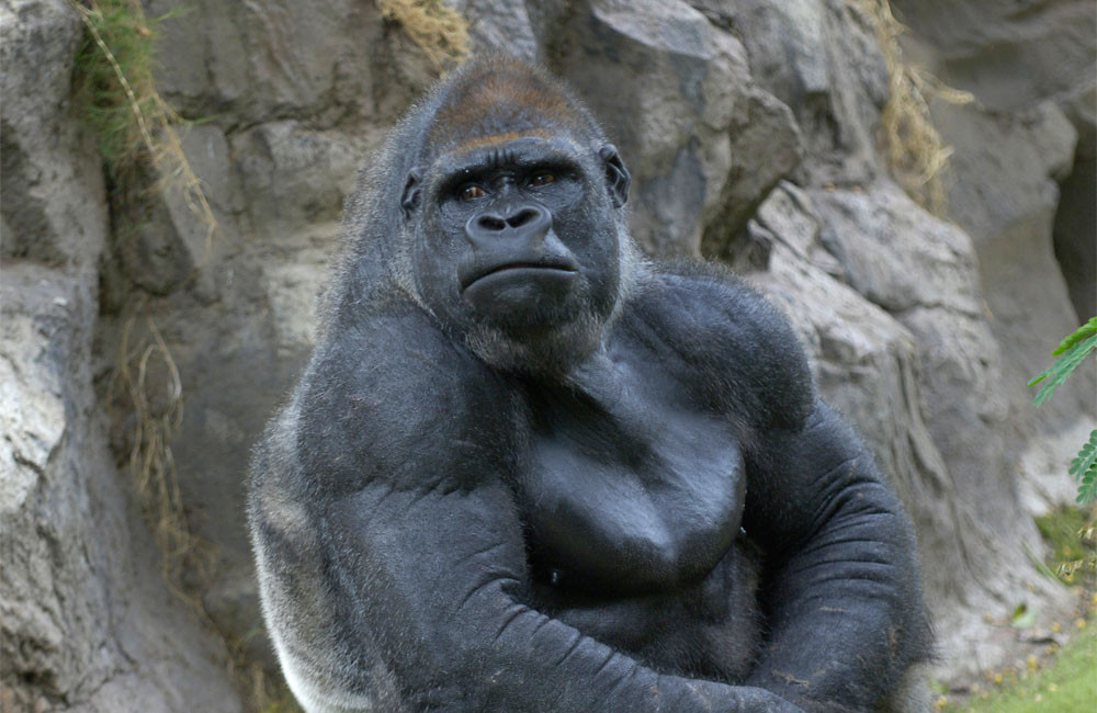 Zoo trains gorillas to order food from tablet