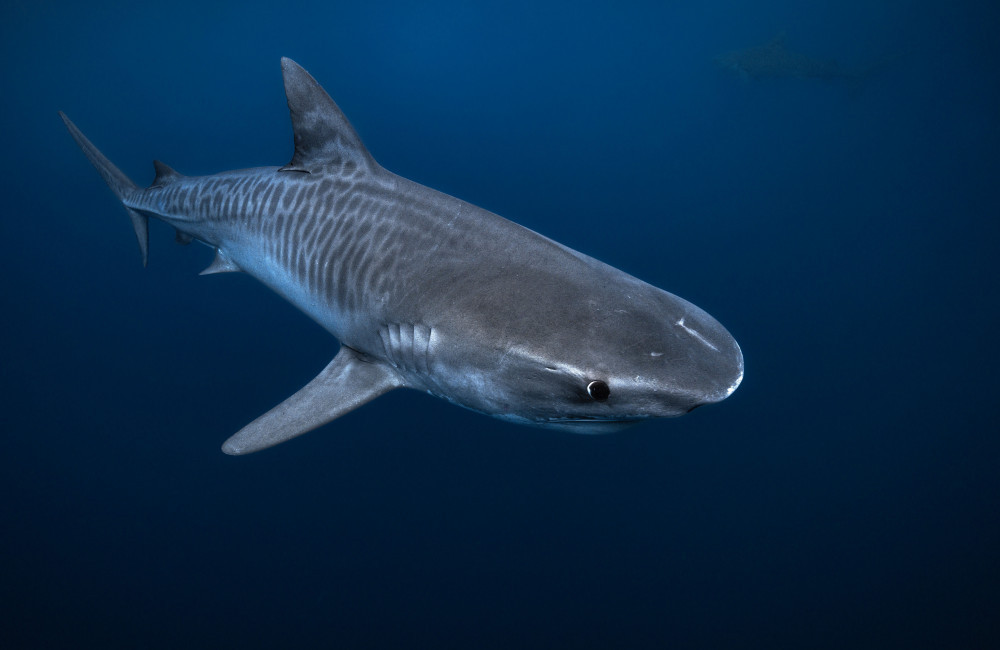 Shark attack figures fell heavily in 2024