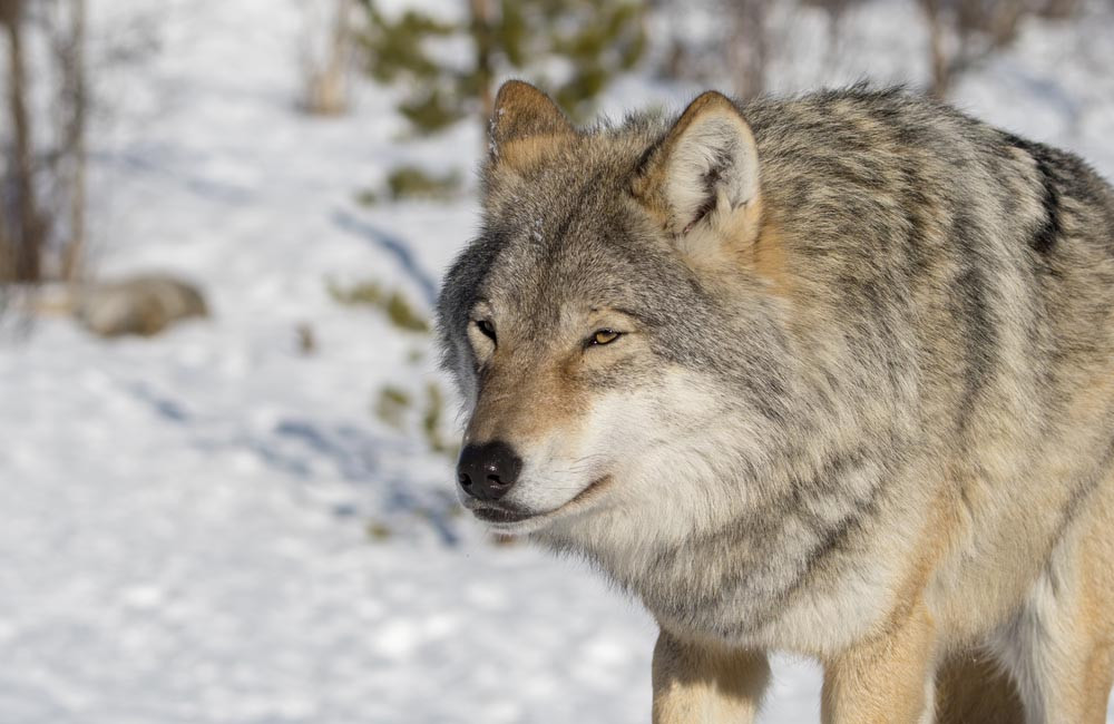 Wolves could return to Scottish Highlands under new proposals