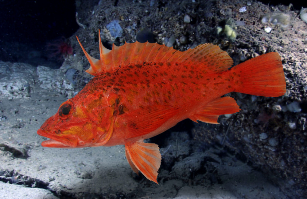 Belgians banned from 'drinking' fish
