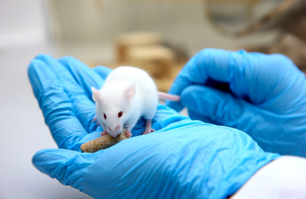 Mice perform first aid on unconscious companions