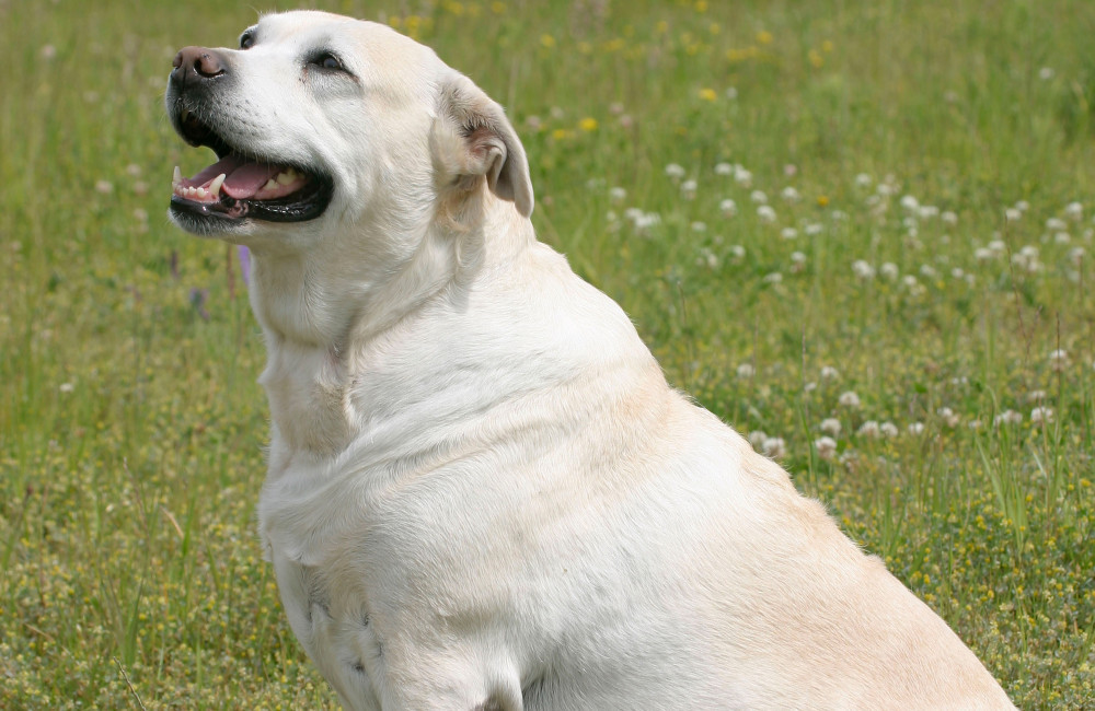 Fat gene found in dogs and humans
