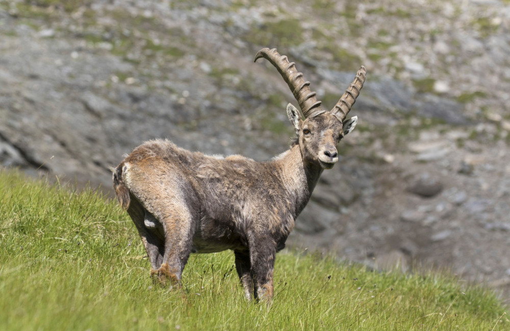 Goats outsmart sheep and alpacas