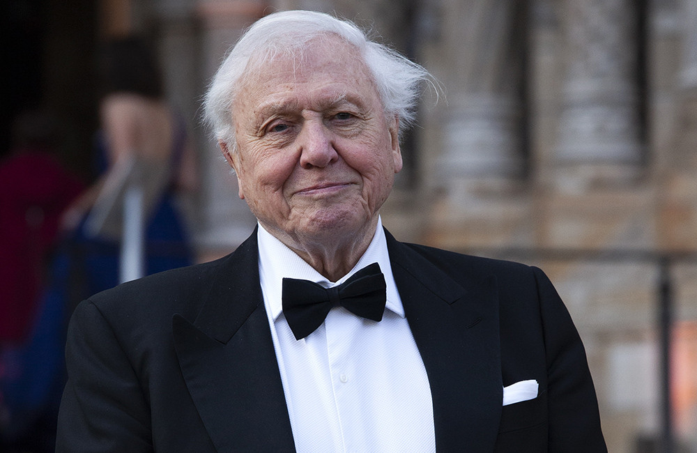Watching David Attenborough's nature documentaries soothes pain