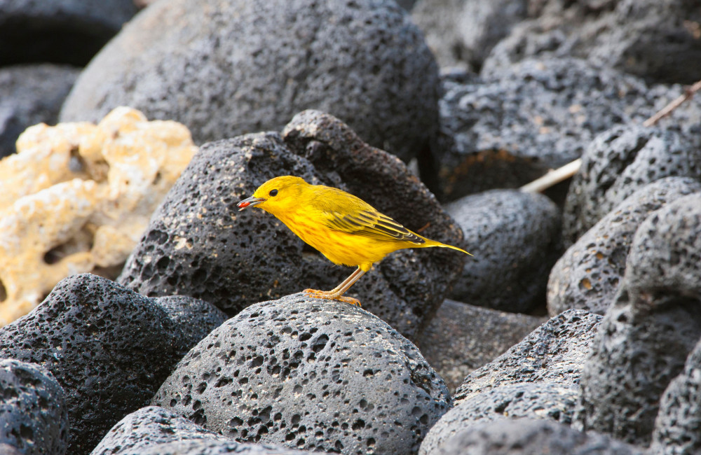 Birds get 'road rage' due to traffic noise