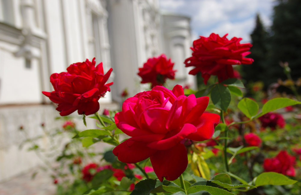 Brits 'nicer' to partners if they get flowers