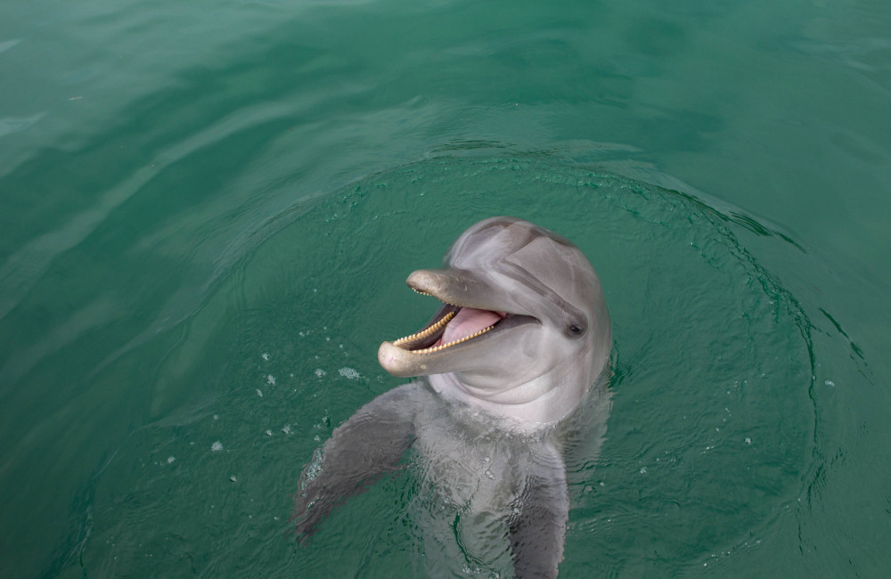 Google reveals AI model to help decipher dolphin speech