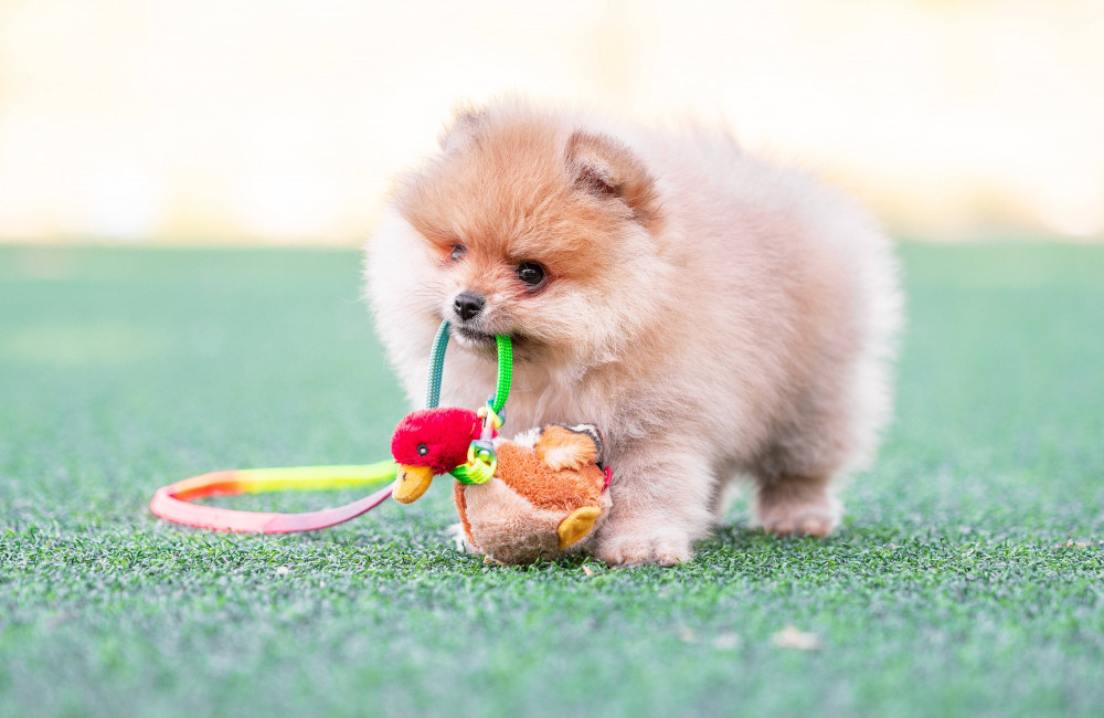 Dogs suffer from hay fever too