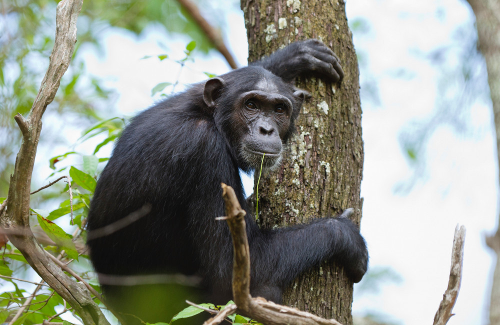 Chimpanzees use leaves to wipe bottoms