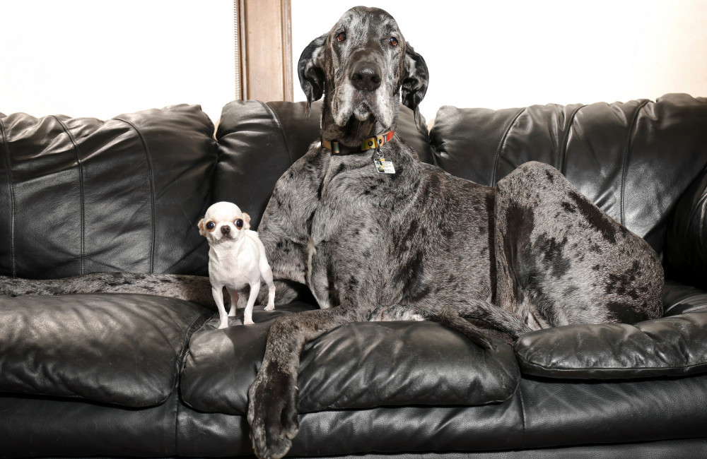Worlds tallest and smallest dogs meet
