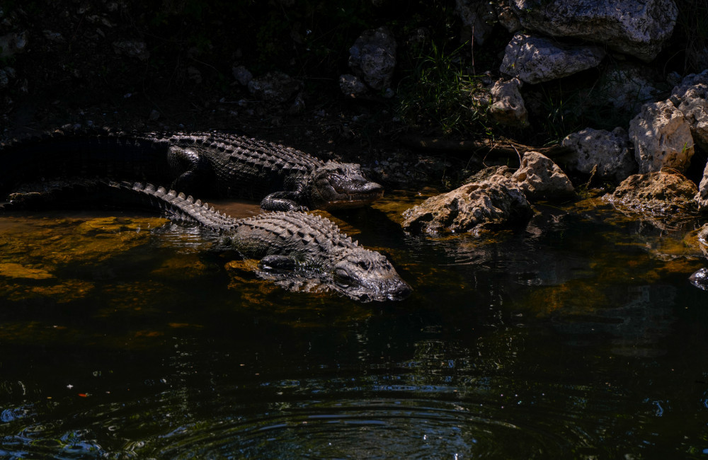 Five people survive being trapped on top of crashed plane surrounded by alligators