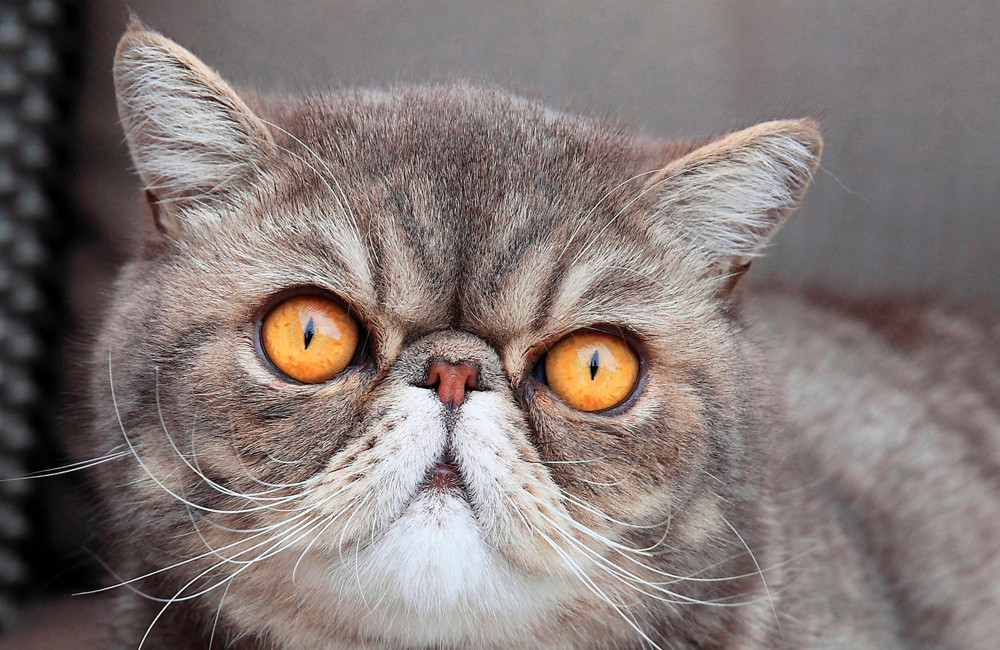 Cat survives for over three weeks under floorboards by drinking beer