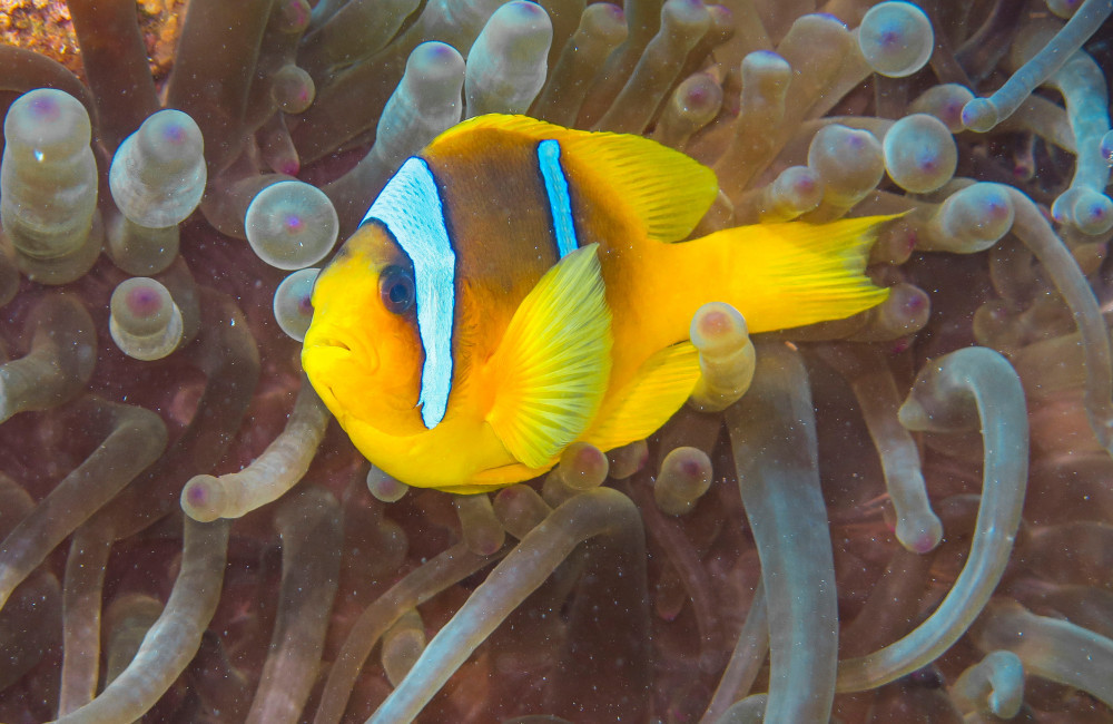 Clownfish shrink bodies to survive hot temperatures