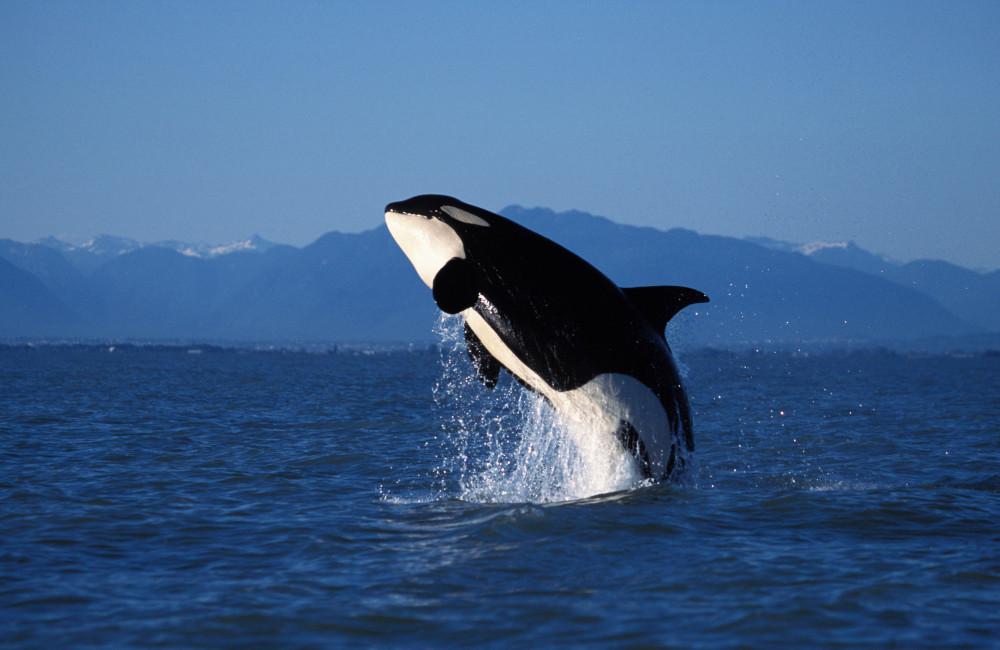 Killer whales filmed kissing in remarkable footage