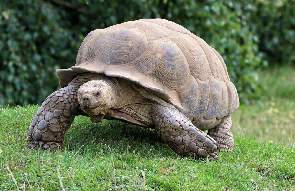 Tortoise caused a fire inside a London flat