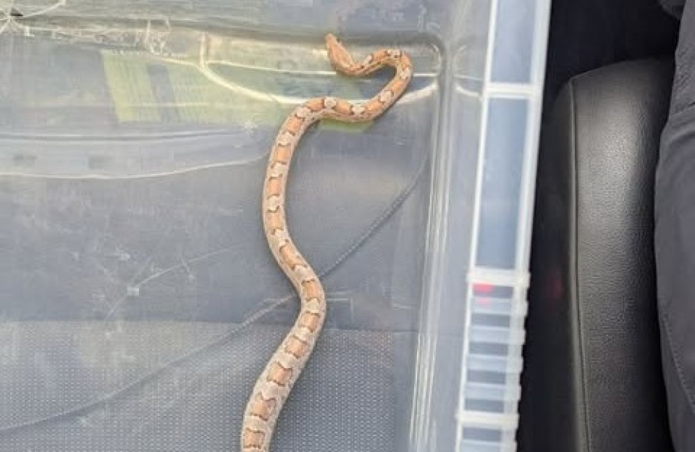 Snake found in London fish and chip shop