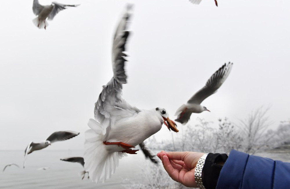 Pub owner gives customers water guns to scare away seagulls