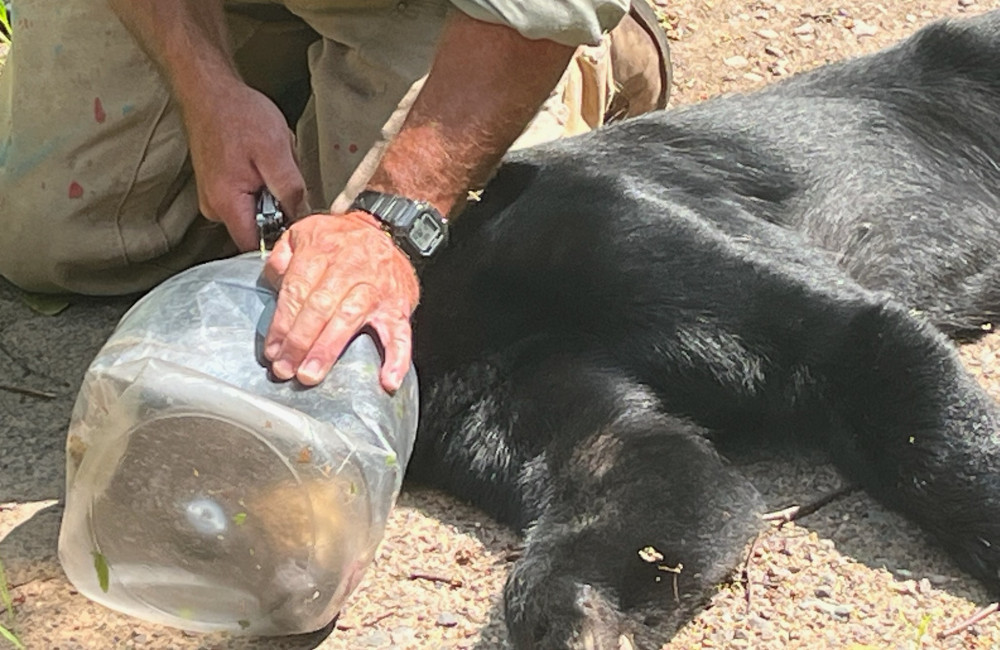 Bear has head trapped in jar