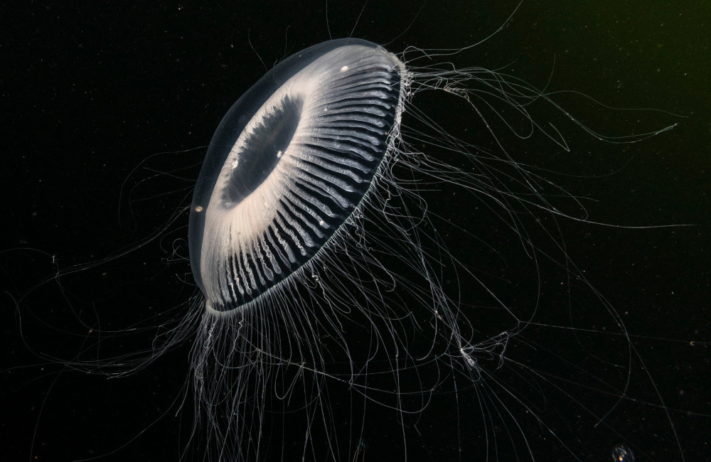Nuclear power plant shuts down due to jellyfish invasion