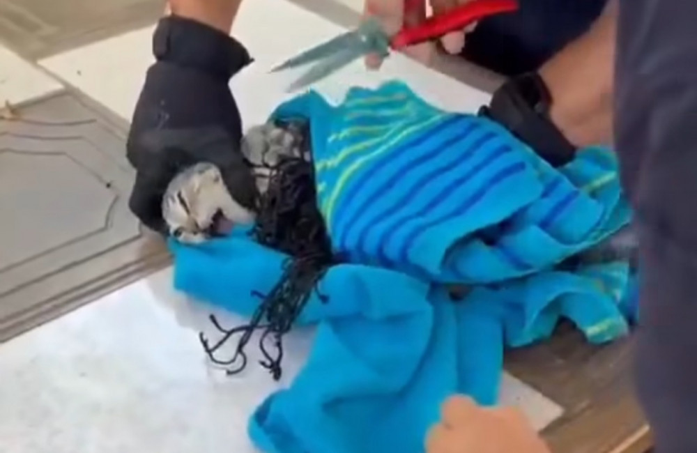Kitten freed from soccer net