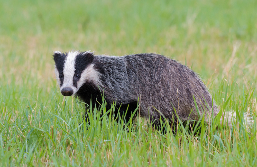 Badgers blamed for Kidderminster pavilion demolition