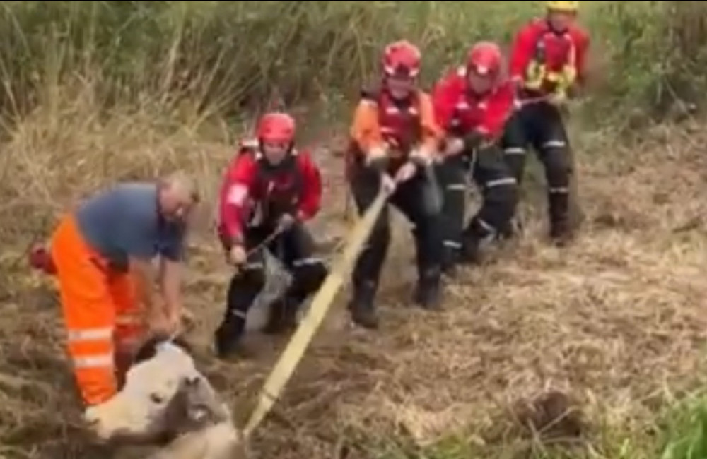 Large cow rescued from Norfolk canal
