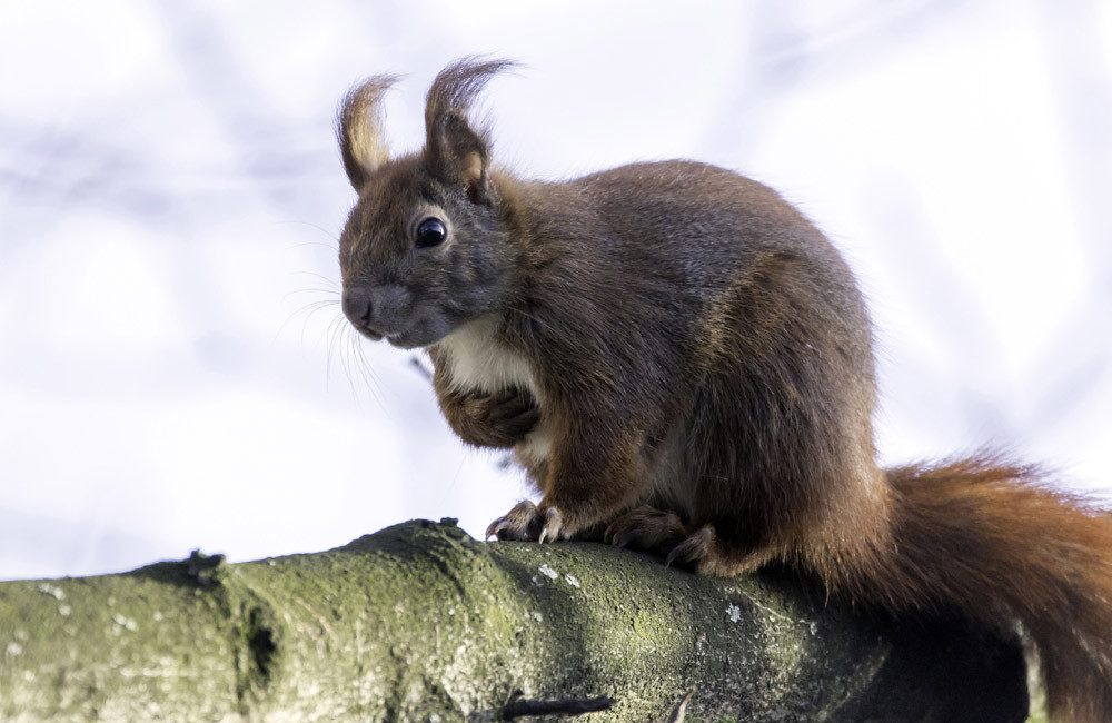 Squirrel gets own trading card after crashing baseball game