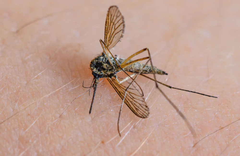 Mosquitoes are attracted to beer drinkers