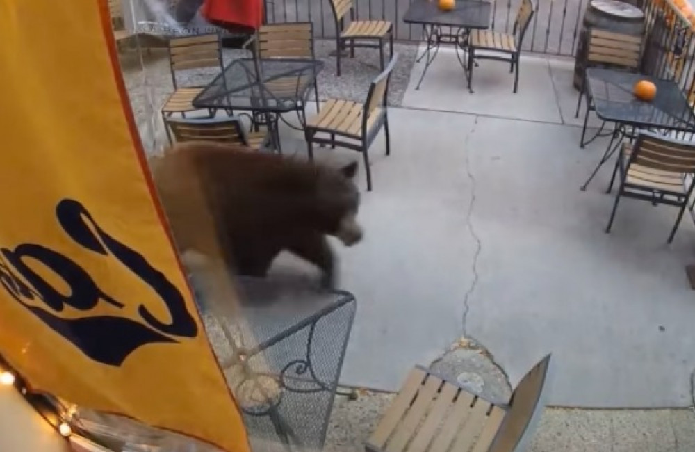 Bear visits distillery
