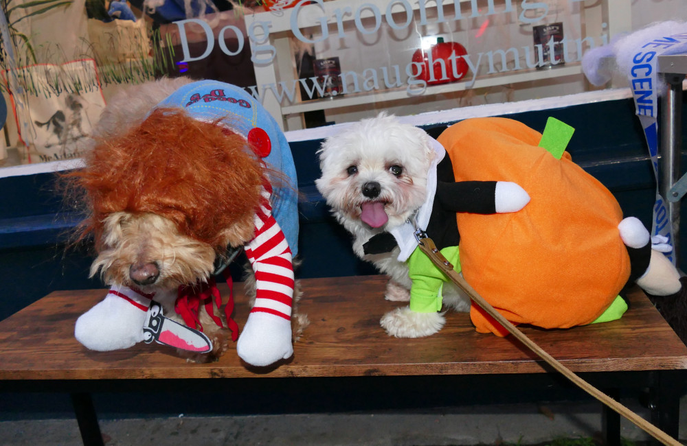People may face jail time for dressing up cats or dogs at Halloween