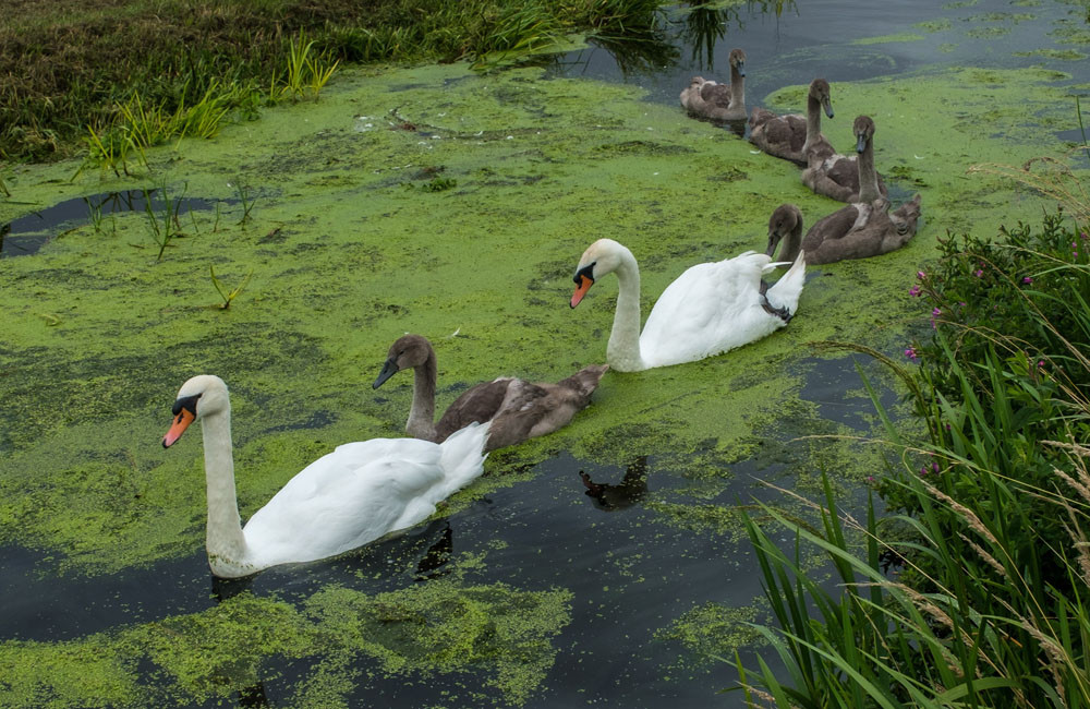 Swan causes chaos on train lines in Glasgow