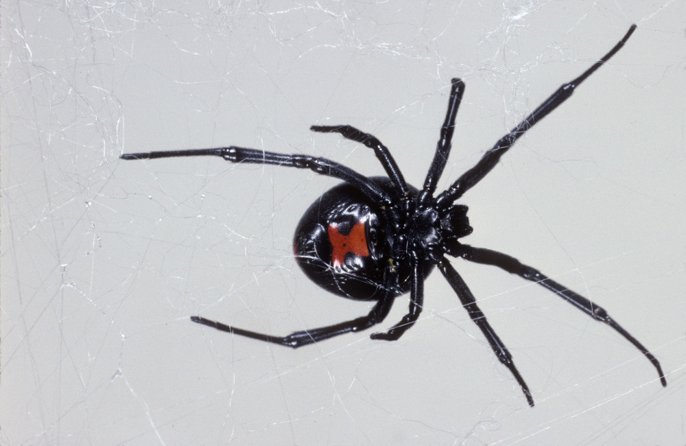 Thousands of spiders could be in home at once