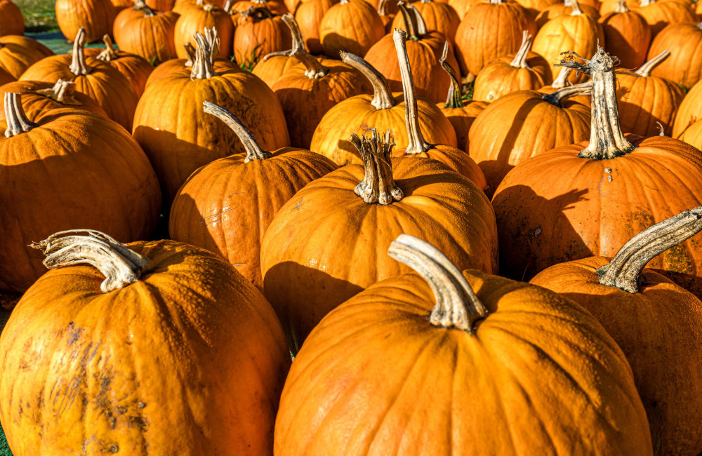 Pumpkins could be hiding a deadly secret, study finds