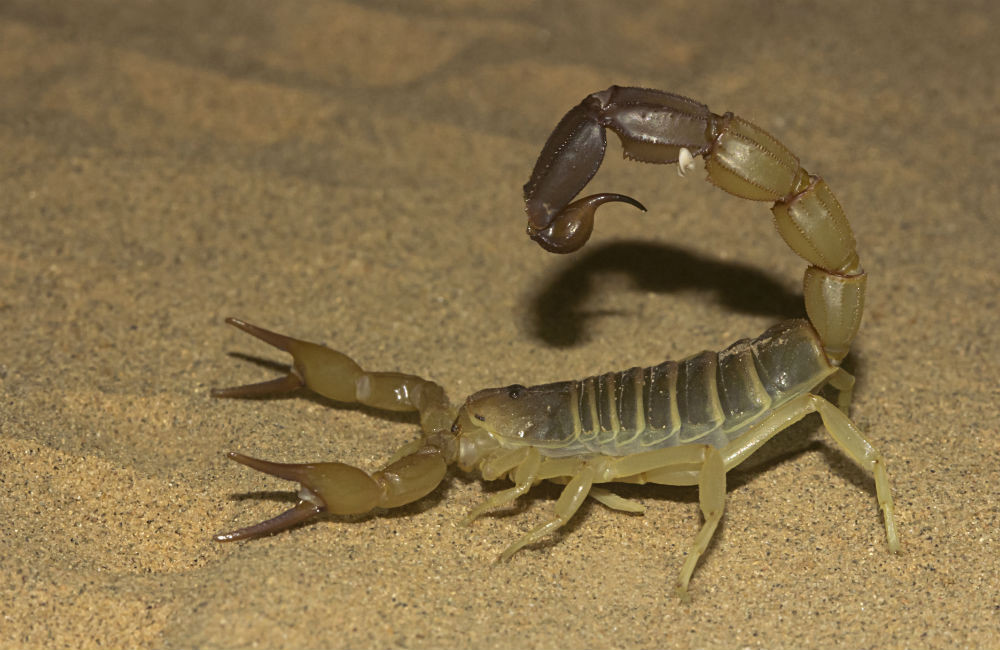 Amazon scorpions could help beat breast cancer, scientists discover