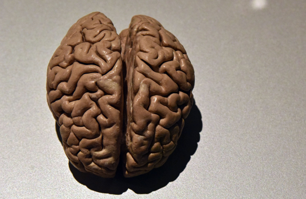 The human brain has five distinct eras
