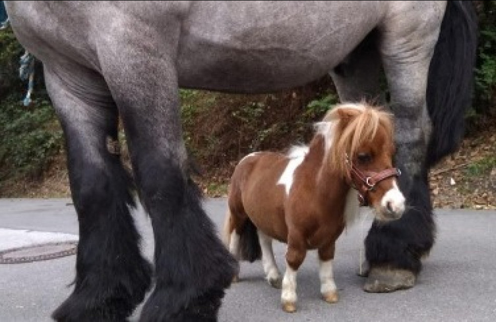 Meet the world's smallest horse