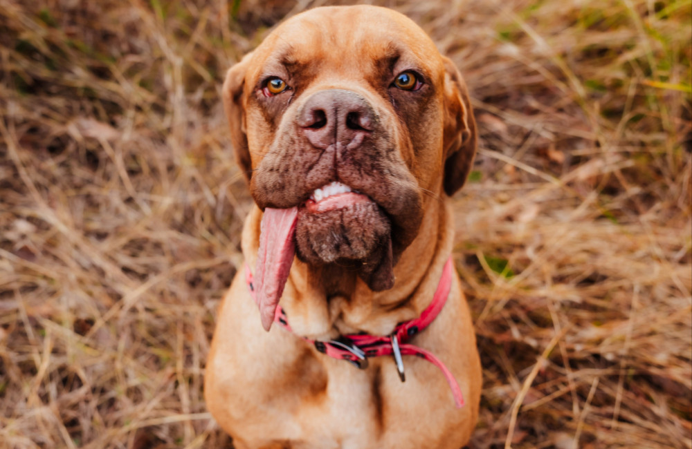 Meet the dog with the world's longest tongue