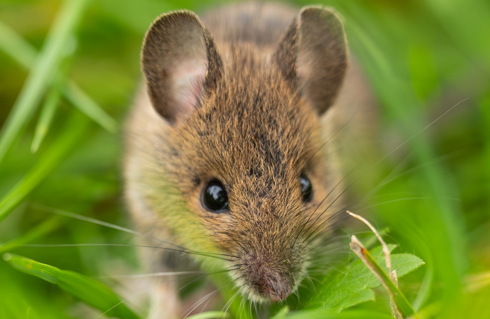 Supplement ‘cocktail’ reverses autism symptoms in mice — and scientists say humans could benefit too