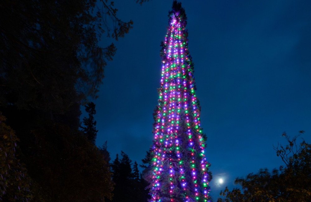 World’s tallest bedded Christmas tree crowned
