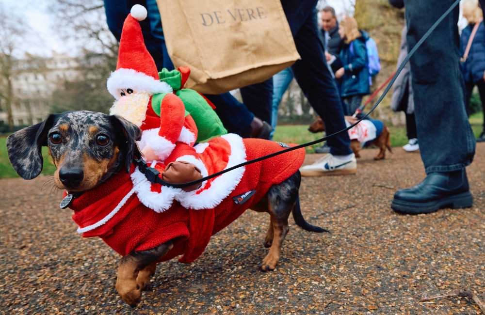 Dachshunds descend on Hyde Park for Christmas walk