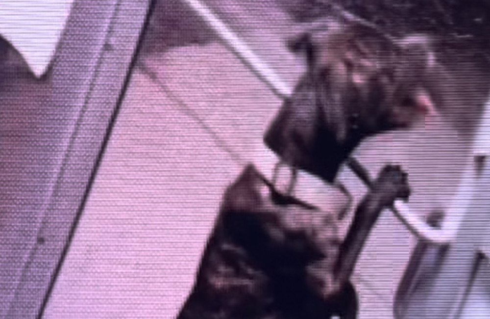 Clever hound escapes shelter by unlocking front door