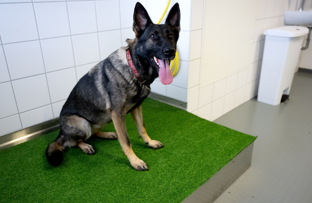 German shepherds are the happiest-looking dogs