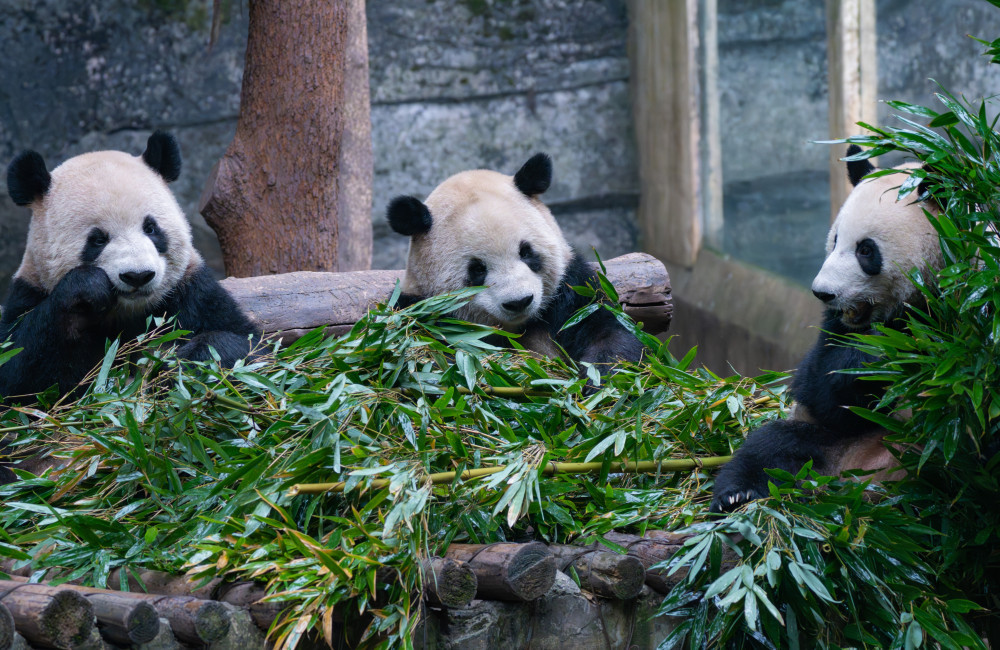 Bamboo shoots may provide many health benefits