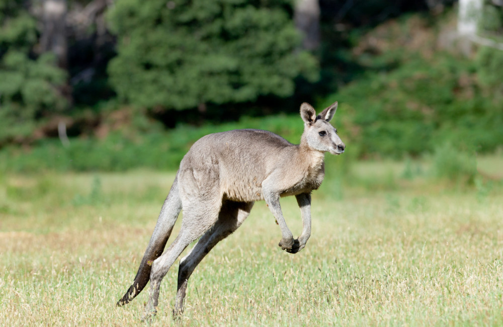 Kangaroo captured after hopping down a Texas road