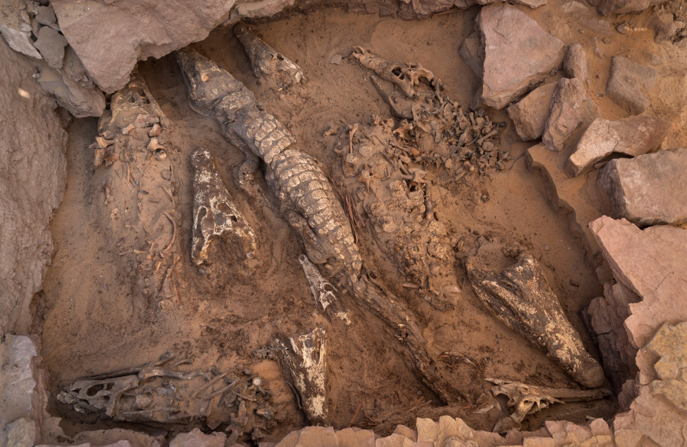 Fossilised remains of 'weird' creature with 'twisted' jaw discovered