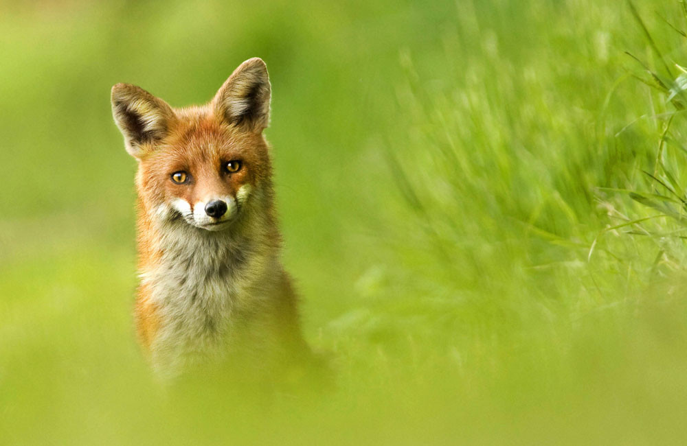 Stowaway fox travels to New York