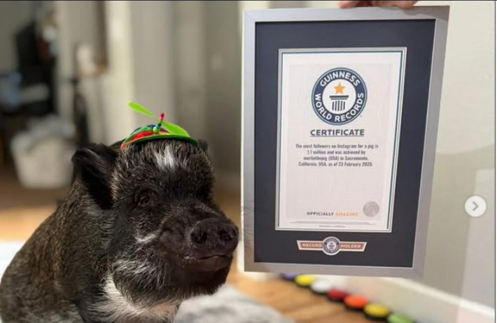 Instagram star Pig earns Guiness World Record