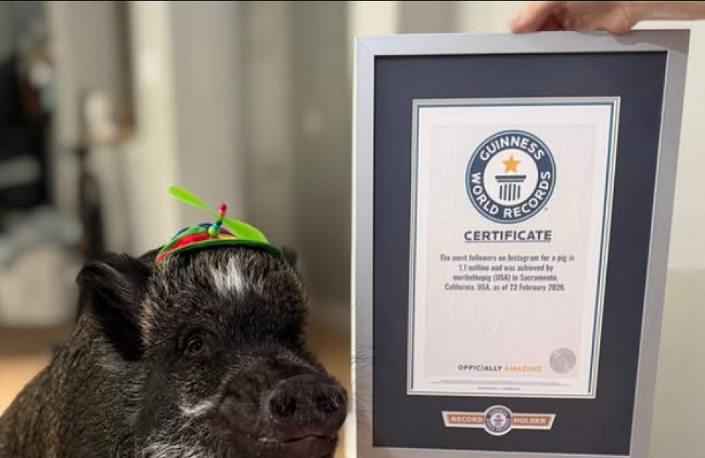 Insta‑ham: Merlin the Pig oinks his way to a world record