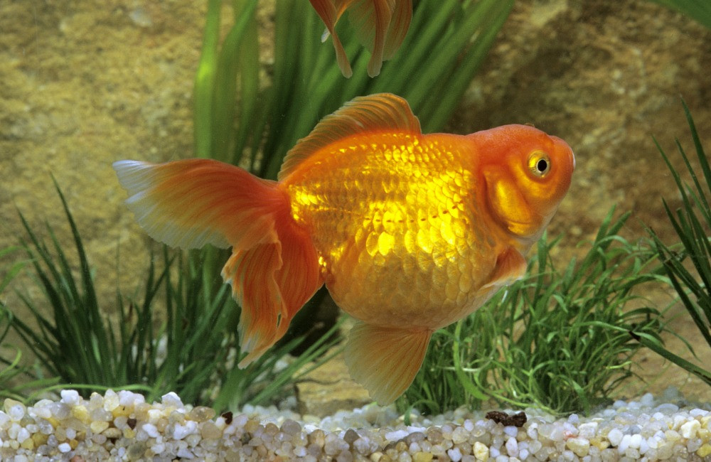 Goldfish drives its way into the Guinness Book of Records