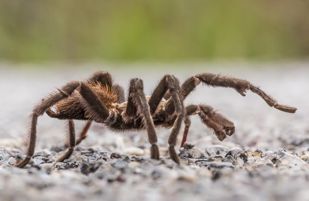New tarantula discovered with ‘massive’ male parts